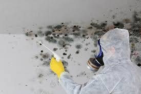 Best Mold Remediation for Rental Properties  in Brookhaven, PA